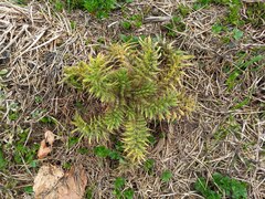 Echium italicum
