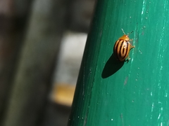Plagiodera septemvittata