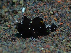 Nudiantennarius subteres