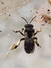 Macropis