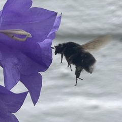 Bombus soroeensis