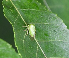 Stictocephala bisonia