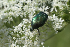 Cetonia aurata