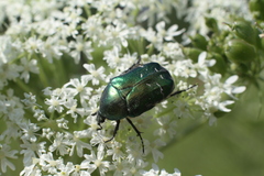 Cetonia aurata
