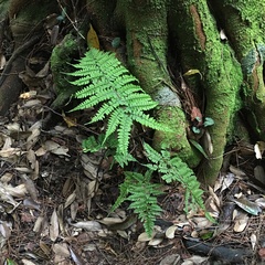 Athyrium delavayi subrigescens