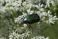 Cetonia aurata
