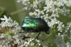 Cetonia aurata