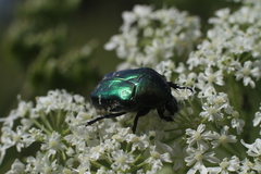 Cetonia aurata