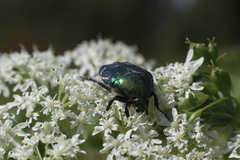 Cetonia aurata