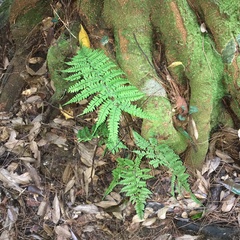 Athyrium delavayi subrigescens
