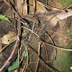 Athyrium delavayi subrigescens
