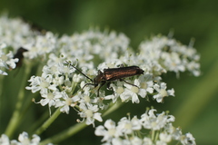 Coleoptera