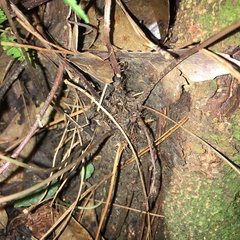 Athyrium delavayi subrigescens