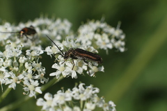 Coleoptera