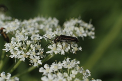 Coleoptera