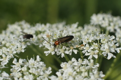 Coleoptera