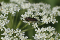 Coleoptera