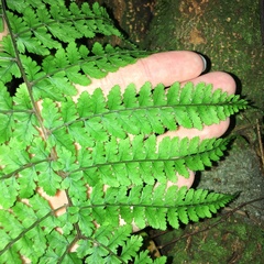 Athyrium delavayi subrigescens