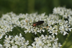 Coleoptera