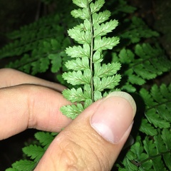 Athyrium delavayi subrigescens