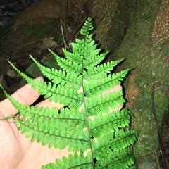 Athyrium delavayi subrigescens