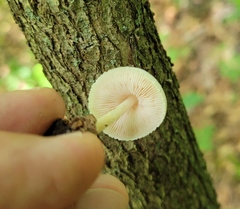 Pluteus tomentosulus