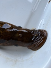 Petromyzon