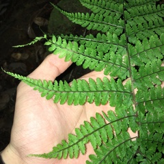 Athyrium delavayi subrigescens