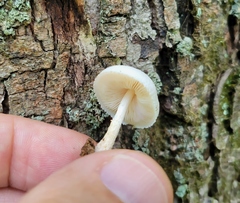 Pluteus tomentosulus