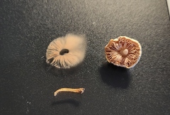 Pluteus tomentosulus