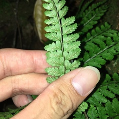Athyrium delavayi subrigescens