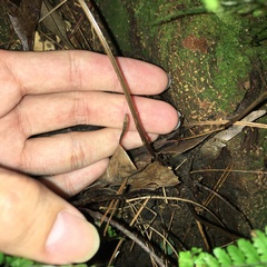 Athyrium delavayi subrigescens