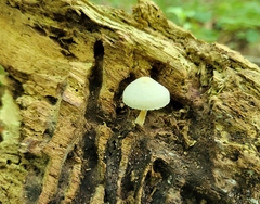 Pluteus tomentosulus