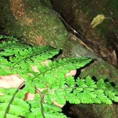 Athyrium delavayi subrigescens