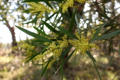 Acacia longifolia longifolia