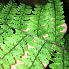 Athyrium delavayi subrigescens