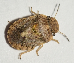 Sciocoris pallens