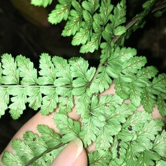 Athyrium delavayi subrigescens