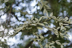 Atherosperma moschatum