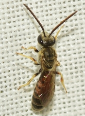 Lasioglossum