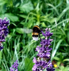 Bombus