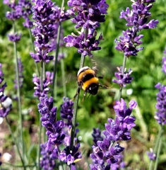 Bombus
