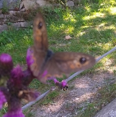 Lasiommata petropolitana