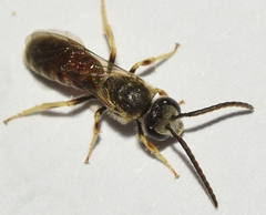 Lasioglossum