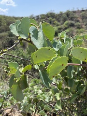 Cissus rotundifolia