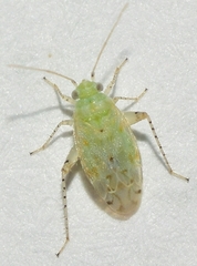 Atomoscelis onusta
