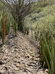 Sansevieria cylindrica
