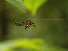 Leucauge fastigata