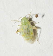 Atomoscelis onusta