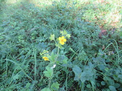 Potentilla longifolia